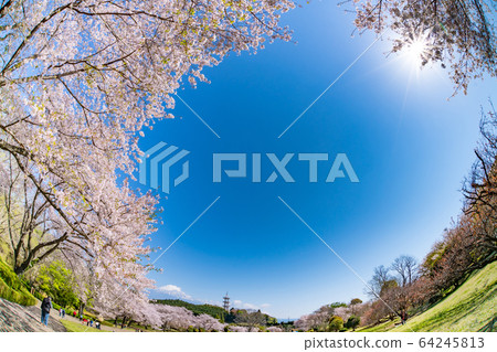 靜岡縣富士市岩本山公園的櫻花 靜岡縣富士市岩本山公園的櫻花 64245813