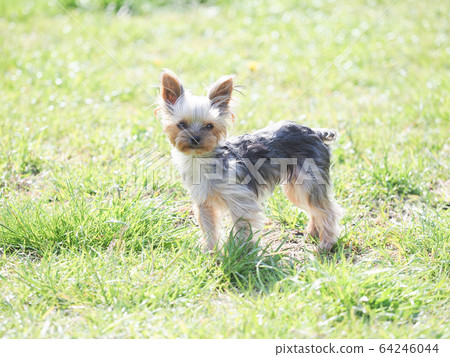 Yorkshire Terrier puppy Yorkshire Terrier puppy 64246044