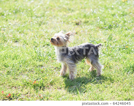 Yorkshire Terrier puppy Yorkshire Terrier puppy 64246045