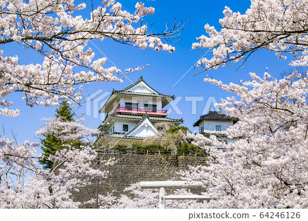 和歌屋城堡櫻花櫻和歌屋神社的櫻花 和歌屋城堡櫻花櫻和歌屋神社的櫻花 64246126