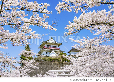 和歌屋城堡櫻花櫻和歌屋神社的櫻花 64246127