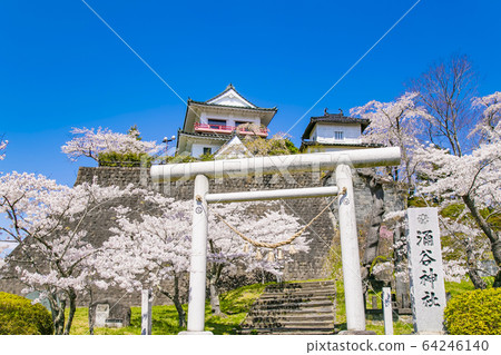 Cherry blossoms at the Wakuya Castle Ruins Sakura Wakuya Shrine Cherry blossoms at the Wakuya Castle Ruins Sakura Wakuya Shrine 64246140