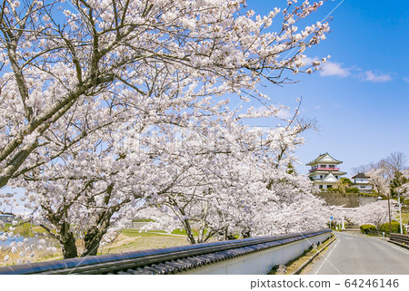 和歌屋城堡櫻花櫻和歌屋神社的櫻花 64246146