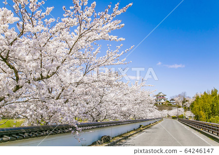 和歌屋城堡櫻花櫻和歌屋神社的櫻花 64246147