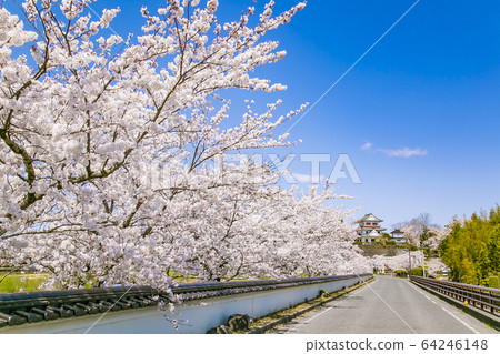和歌屋城堡櫻花櫻和歌屋神社的櫻花 64246148
