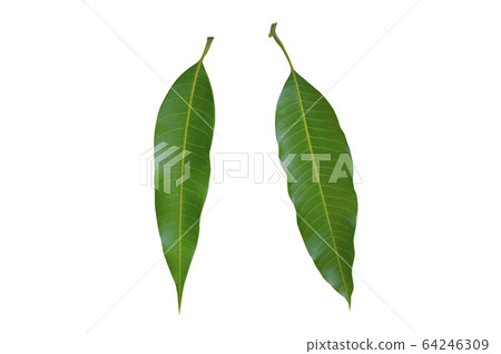 Green Mango leaves Isolated On White / clipping 64246309