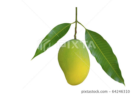 Ripe mangoes and green leaves isolated on a white 64246310