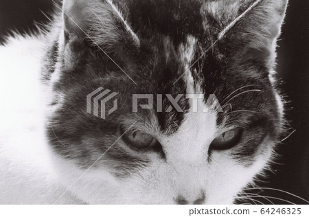 Cat  64246325