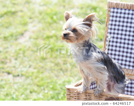 Yorkshire Terrier puppy in a basket bag Yorkshire Terrier puppy in a basket bag 64246517