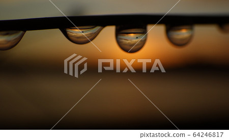 [Sentimental image] Water drops on the grass and the background of the setting sun 64246817