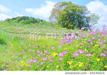 荷花山 64246820