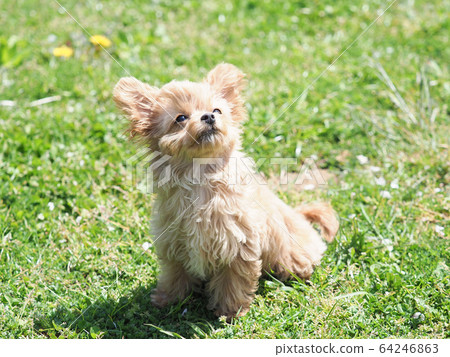 Chihuahua looking up 64246863