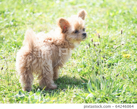 Chihuapu turning around 64246864