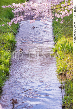 Cherry blossoms blooming along the river full bloom 64246869