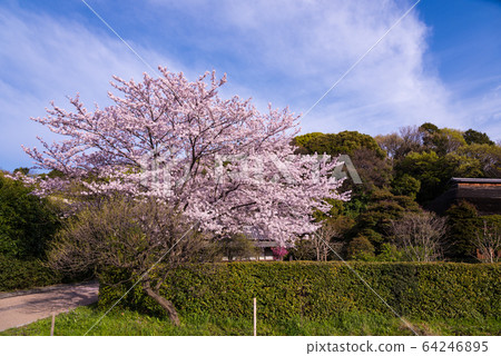 Cherry blossoms in full bloom in the garden of Inaga's house 64246895