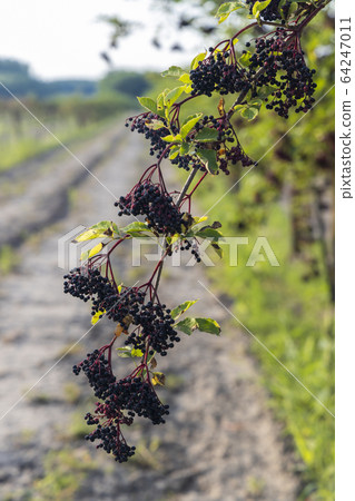 elderberry orchard in central Hungary 64247011