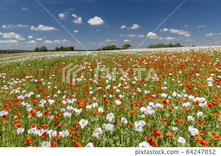 Poppy field, Vysoocina near Zdar nad Sazavou, 64247052