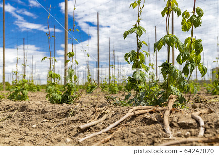 Hop field, early spring time near Zatec, Czech Hop field, early spring time near Zatec, Czech 64247070