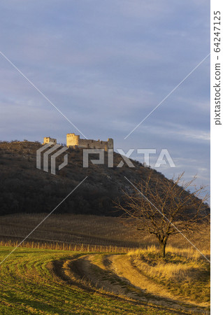 ruins of Devicky Castle with vineyards, Czech ruins of Devicky Castle with vineyards, Czech 64247125
