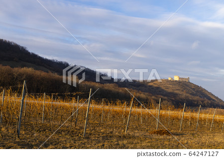 ruins of Devicky Castle with vineyards, Czech 64247127