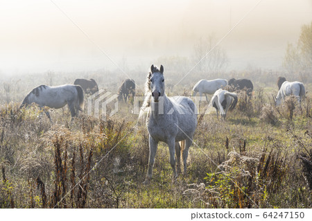 Herd of horses in northern Hungary Herd of horses in northern Hungary 64247150