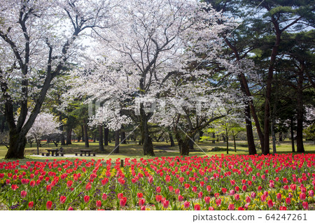 春季別府公園的鬱金香和櫻花 64247261