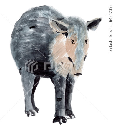 Handwork watercolor illustration of a tapir Handwork watercolor illustration of a tapir 64247353