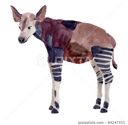 Handwork watercolor illustration of okapi Handwork watercolor illustration of okapi 64247355