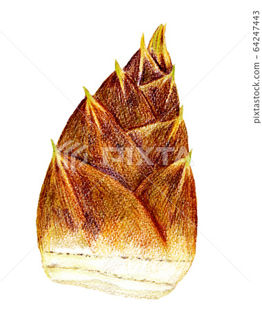 Bamboo shoot (color pencil drawing) Bamboo shoot (color pencil drawing) 64247443