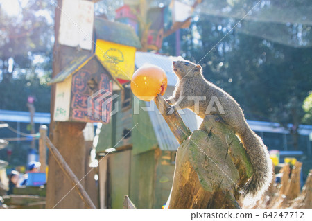 Squirre Squirre 64247712