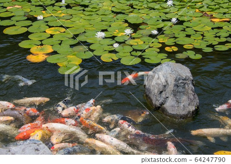 Water lily and nishikigoi of Hiroshima Sankeien 64247790