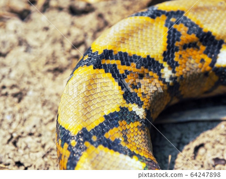 Natural scales pattern on the body of a snake. Natural scales pattern on the body of a snake. 64247898