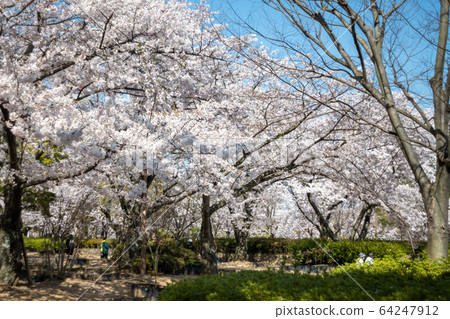 Himeji Castle in cherry blossom season-Himeji, Japan 64247912