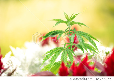 Adult plant of cannabis on a bed with plants and Adult plant of cannabis on a bed with plants and 64248266