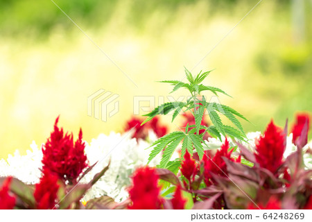 Adult plant of cannabis on a bed with plants and 64248269