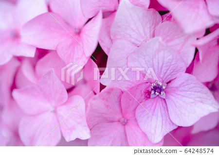 Hydrangea, close-up, pink Hydrangea, close-up, pink 64248574