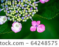 繡球花特寫粉紅色紫色 64248575