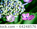 繡球花特寫粉紅色紫色 64248576