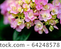 繡球花特寫粉紅色紫色 64248578