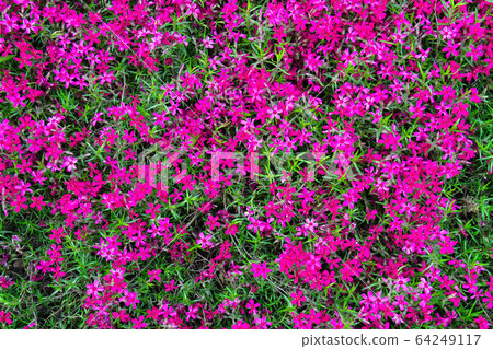 Background from small pink spring flowers on the 64249117