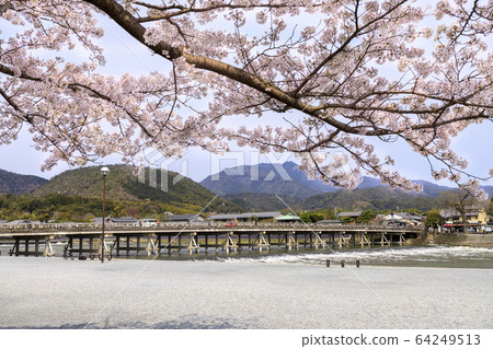 Arashiyama cherry blossoms in full bloom Arashiyama cherry blossoms in full bloom 64249513