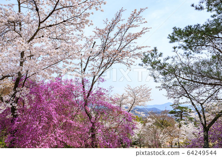 Arashiyama cherry blossoms in full bloom 64249544