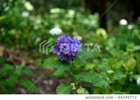 初夏艾諾繡球花園繡球 64249753