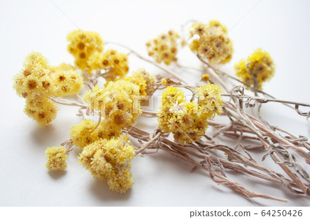 Yellow dried field flowers on white background close up 64250426