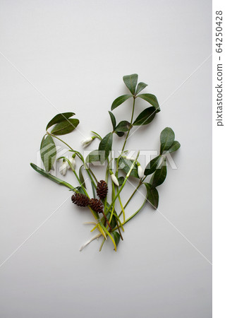 Fresh snowdrops with herbs isolated on white background from a high angle view 64250428