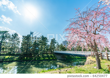 日光海道國家指定的風景名勝松原創價和櫻花風景 日光海道國家指定的風景名勝松原創價和櫻花風景 64250477