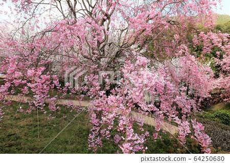 大mi森林天文台 大mi森林天文台 64250680