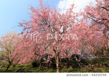 大mi森林天文台 64250749