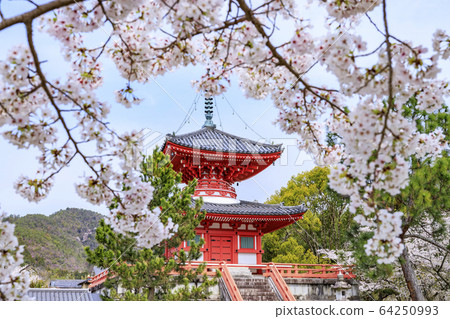Daikaku-ji Temple Osawaike Sakura 64250993