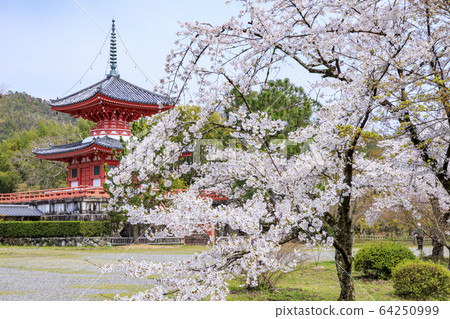Daikaku-ji Temple Osawaike Sakura 64250999